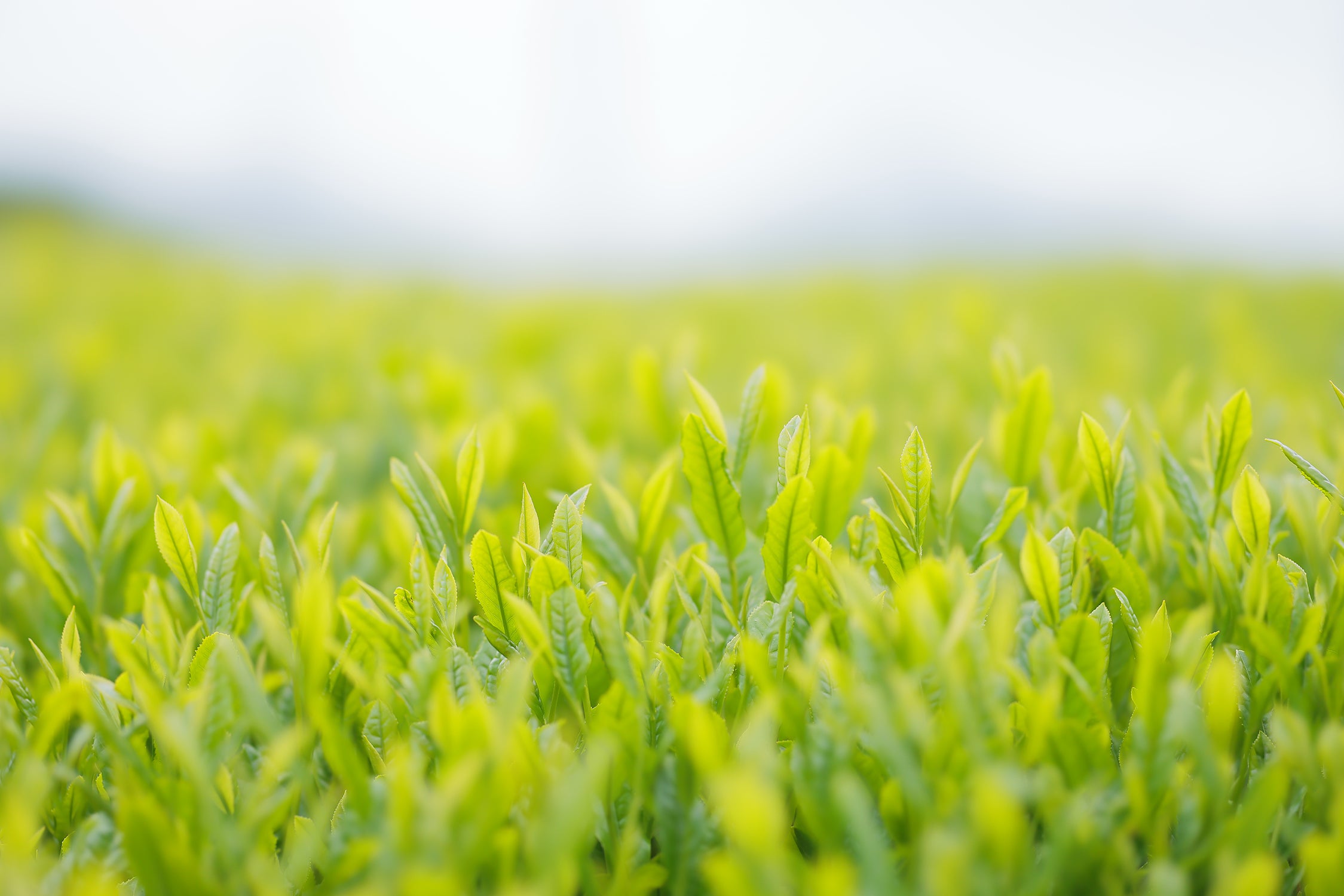 ISSO TEA SCHOOL Vol.1 一番茶とは?