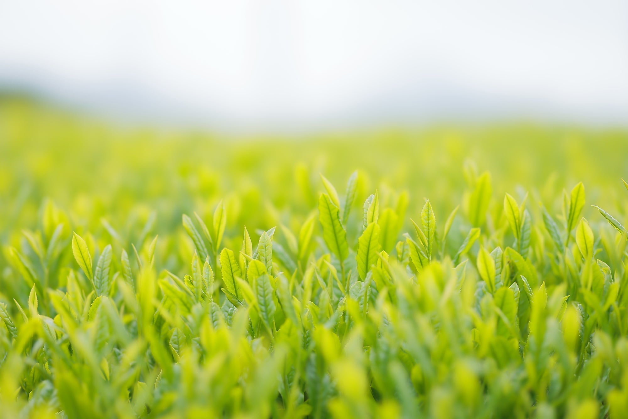 一番茶の季節、今年も。