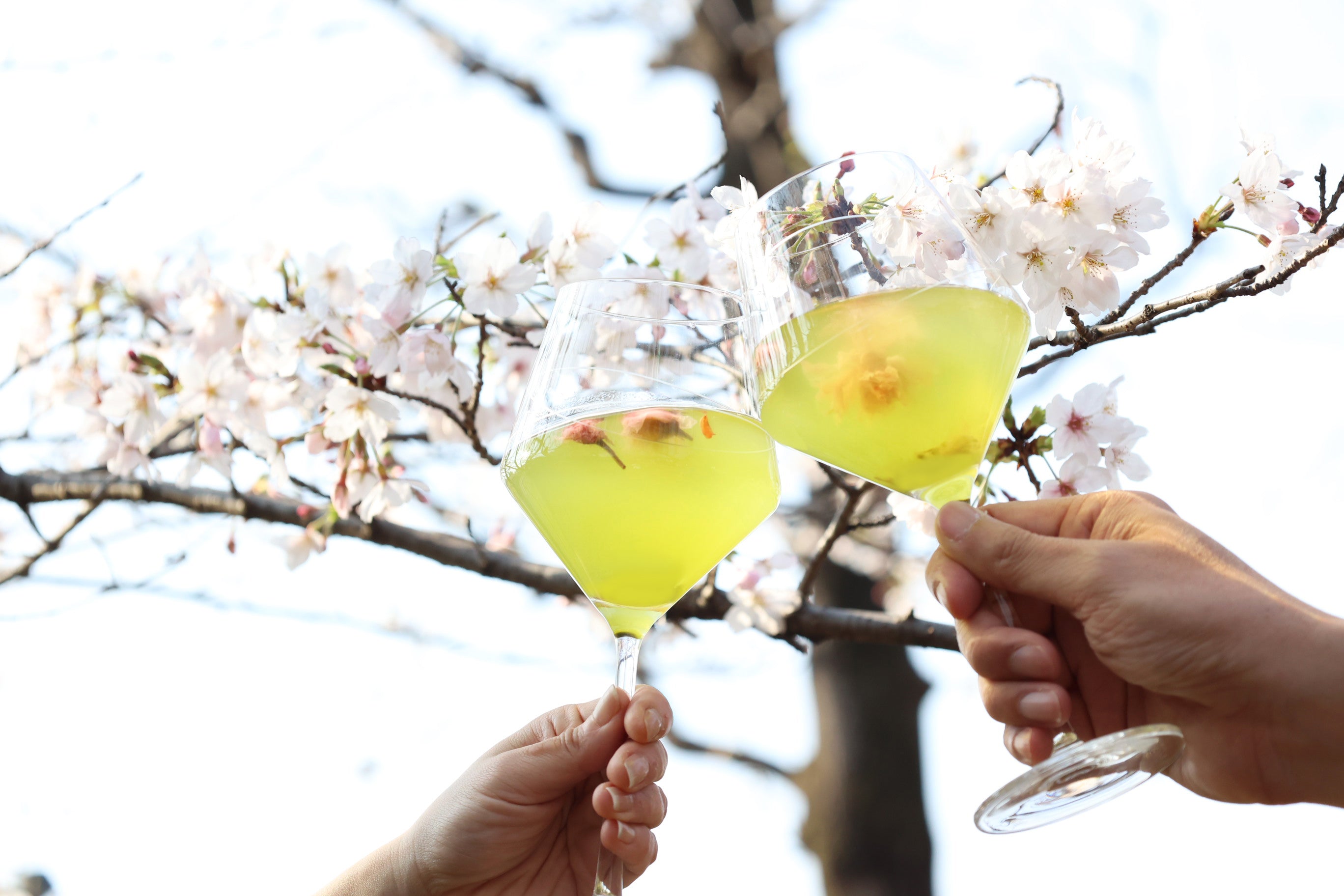 桜と味わう、シグネチャー煎茶