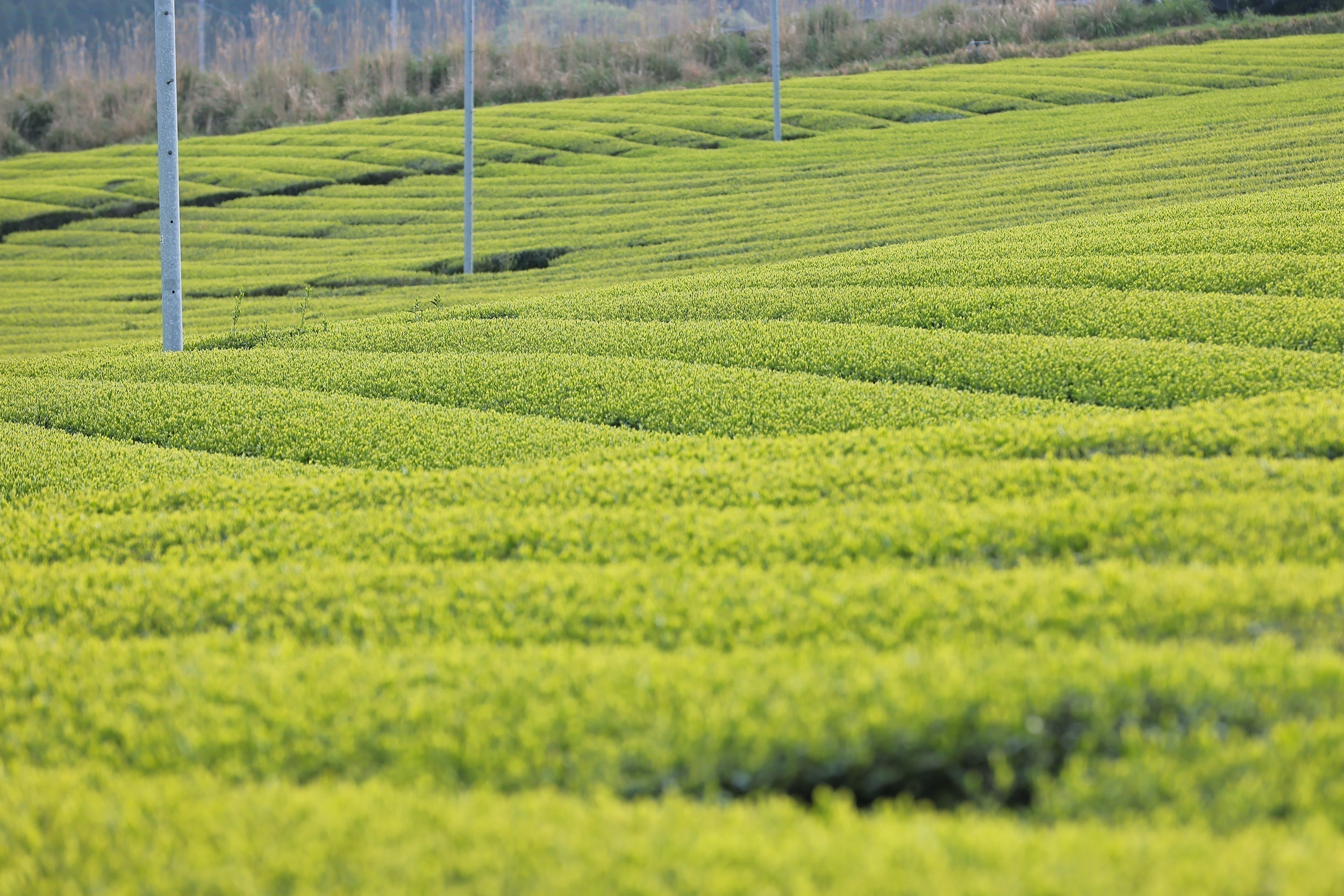 巡る、新茶の季節